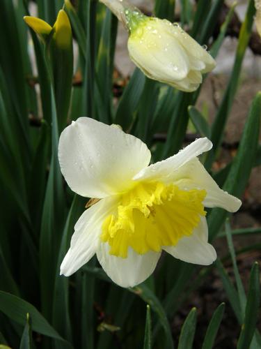 Daffodil (Narcissus tazetta)