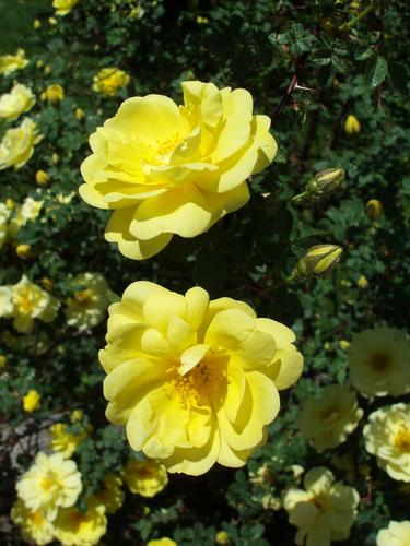 'Harison's Yellow' Rose (Rosa foetida x 'Harison's Yellow')
