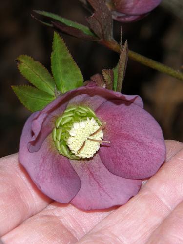 Lenten Rose (Helleborus x hybridus)