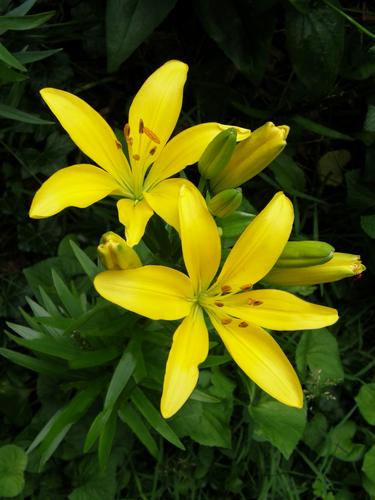 a hybrid garden lily (Lilium spp.) growing in June at Greeley Park in Nashua, New Hampshire