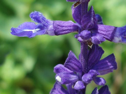Mealycup Sage (Salvia farinacea)
