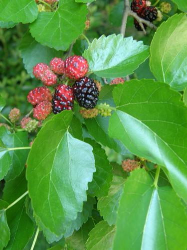 Black Mulberry (Morus nigra)