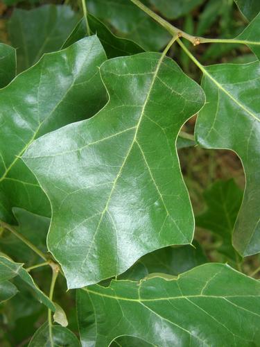 Scrub Oak (Quercus ilicifolia)
