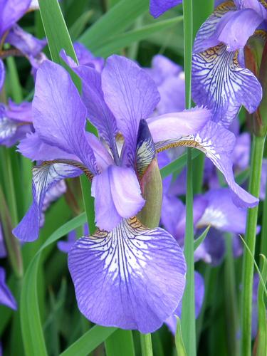 Siberian Iris (Iris sibirica) thriving in May at Greeley Park in Nashua, New Hampshire