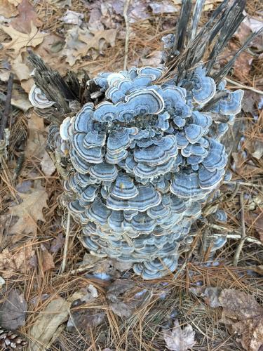 Turkeytail mushrooms in January at Greeley Park in New Hampshire