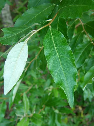 White Willow (Salix alba)