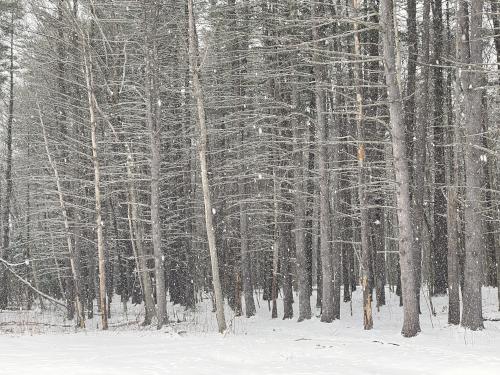 woods in February near the boat ramp at Greeley Park in Nashua, New Hampshire