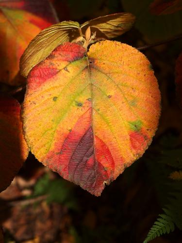 muted colored Hobblebush leaf in October along the trail to Green Mountain in southern Vermont