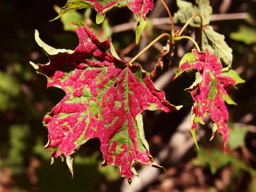 Maple-crimson Velvet Erineum Galls on a maple leaf at Green Hill in the White Mountains of New Hampshire