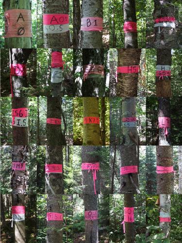 labeled trees at Hubbard Brook Experimental Forest near Green Mountain in New Hampshire