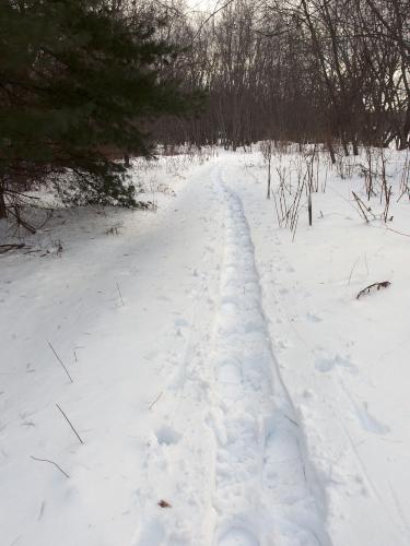 snowshoe tracks in January at Merrimack River Greenway Trail near Concord in southern New Hampshire