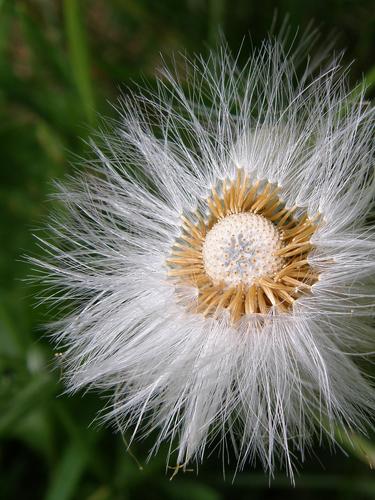 a Cotton Grass flower in the process of dispersing its mature seeds on Mount Greylock in Massachusetts