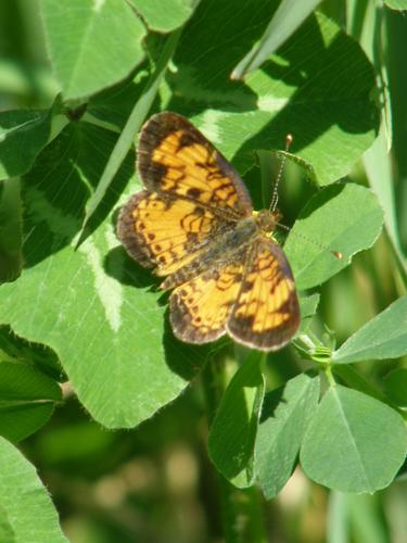 Northern Crescent butterfly