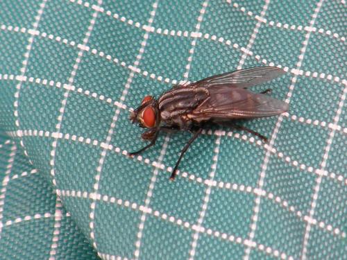Flesh Fly (Sarcophaga spp.) in June on Fred's daypack on the summit of Mount Greylock in western Massachusetts