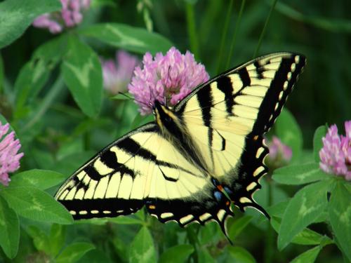 Eastern Tiger Swallowtail on Red Clover