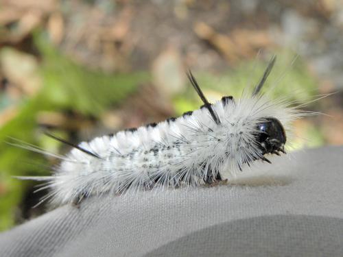 caterpillar of the Hickory Tussock Moth (Lophocampa caryae)