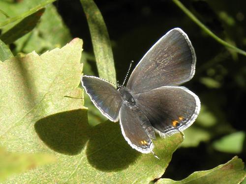 Eastern Tailed-blue butterfly (Everes comyntas)