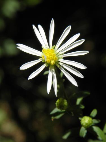 Rice Button Aster (Symphyotrichum dumosum) in September at Greystone Trails in eastern Massachusetts