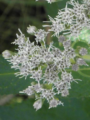 Boneset (Eupatorium perfoliatum)