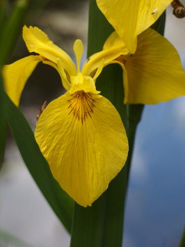 Yellow Iris at Groton Town Forest in Massachusettss
