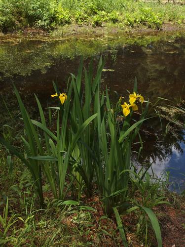 Yellow Iris at Groton Town Forest in Massachusettss