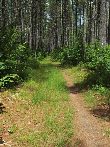path at Groton Town Forest in Massachusettss