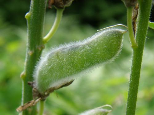 Garden Lupine seed pod (Lupinus polyphyllus)