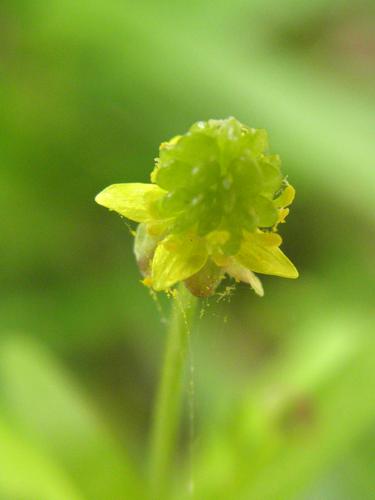 Small-flowered Buttercup