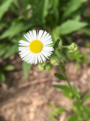 Daisy Fleabane (Erigeron annuus) at Gumpus Pond Conservation Area in southern New Hampshire