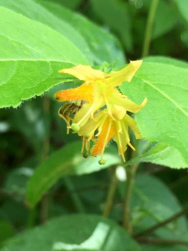 Bush Honeysuckle (Diervilla lonicera) at Gumpus Pond Conservation Area in southern New Hampshire