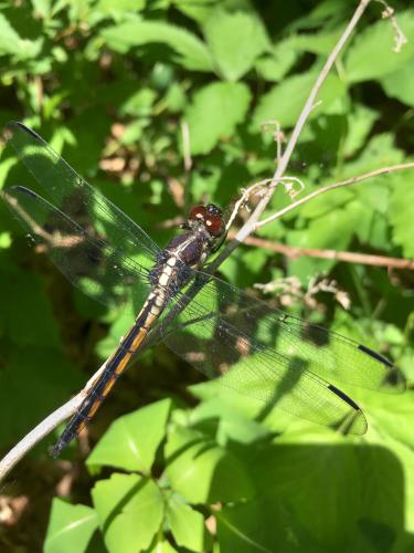 dragonfly in June at Gumpus Pond Conservation Area in southern New Hampshire