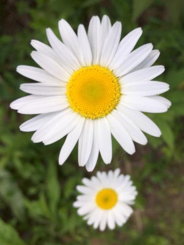 Oxeye Daisy (Chrysanthemum leucanthemum) at Gumpus Pond Conservation Area in southern New Hampshire