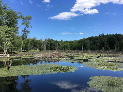 Beaver Pond in June at Gumpus Pond Conservation Area in southern New Hampshire