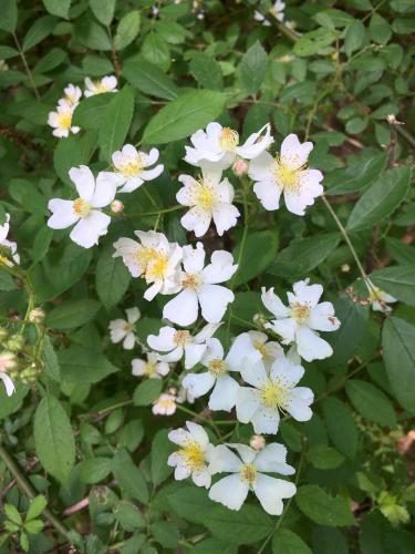 Multiflora Rose (Rosa multiflora) in June at Gumpus Pond Conservation Area in southern New Hampshire