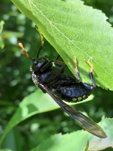 Elm Sawfly (Cimbex americana) in June at Gumpus Pond Conservation Area in southern New Hampshire