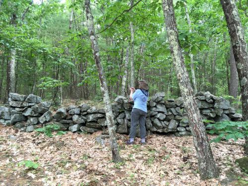Andee checks out a stone wall at Gumpus Pond Conservation Area in southern New Hampshire