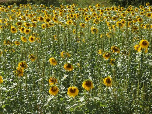 Sunflower (Helianthus annuus) field at Mount Hag in eastern Vermont