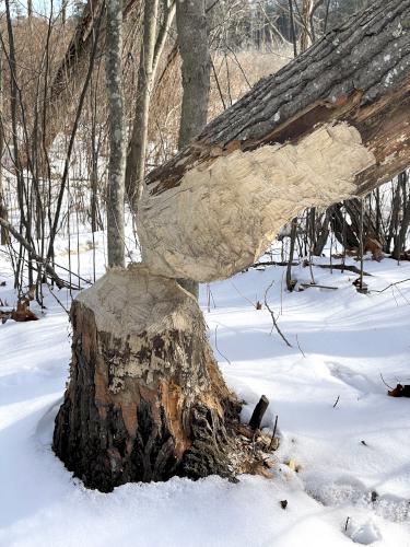 beaver work in January at Haggetts Pond in northeast MA