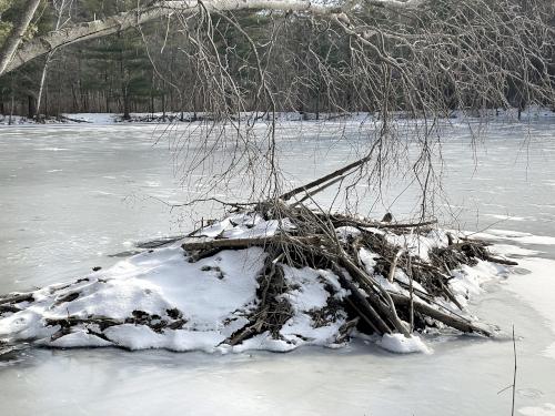 beaver lodge in January at Haggetts Pond in northeast MA
