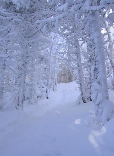 winter trail to Mount Hale in New Hampshire