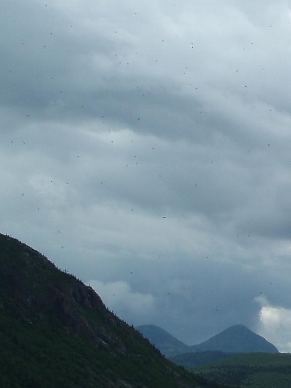 a swarm of black flies at Zealand Notch in New Hampshire