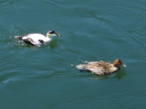 Common Eider (Somateria mollissima) pair (male is white) in May at Gloucester in northeastern Massachusetts