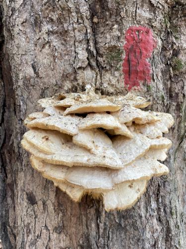 Northern Tooth Fungus (Climacodon septentrionalis) in November at Hamlin Conservation Area in New Hampshire