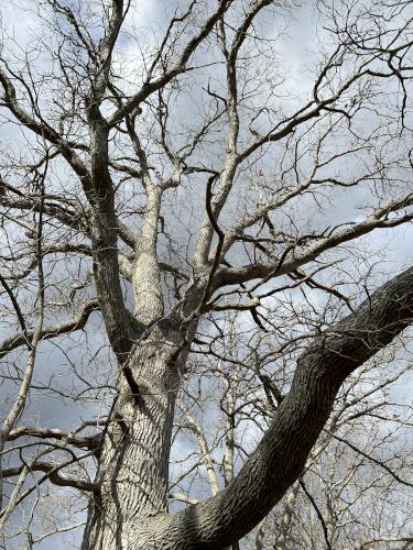 Oak tree at Hamlin Reservation in northeast Massachusetts