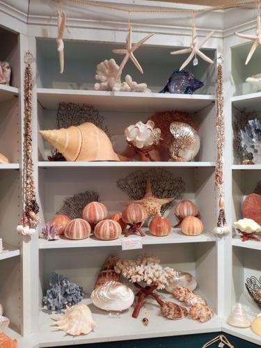 sea shells for sale by Scallops Shell Emporium at Portsmouth in New Hampshire