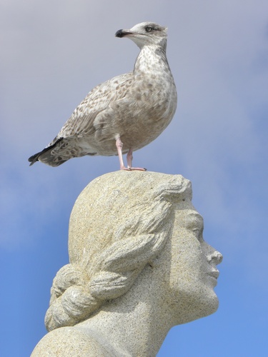 a young gull perches atop the waterfront statue at Hampton Beach in New Hampshire