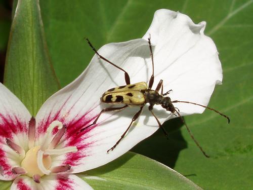Flower Longhorn Beetle (Evodinus monticola)