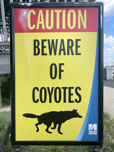 coyote sign in june at Boston Harborwalk in Massachusetts