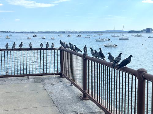 pigeons in June at Boston Harborwalk in Massachusetts