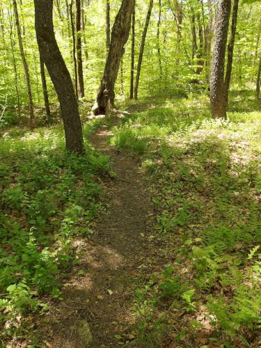 trail at Harmon Hill in southern Vermont